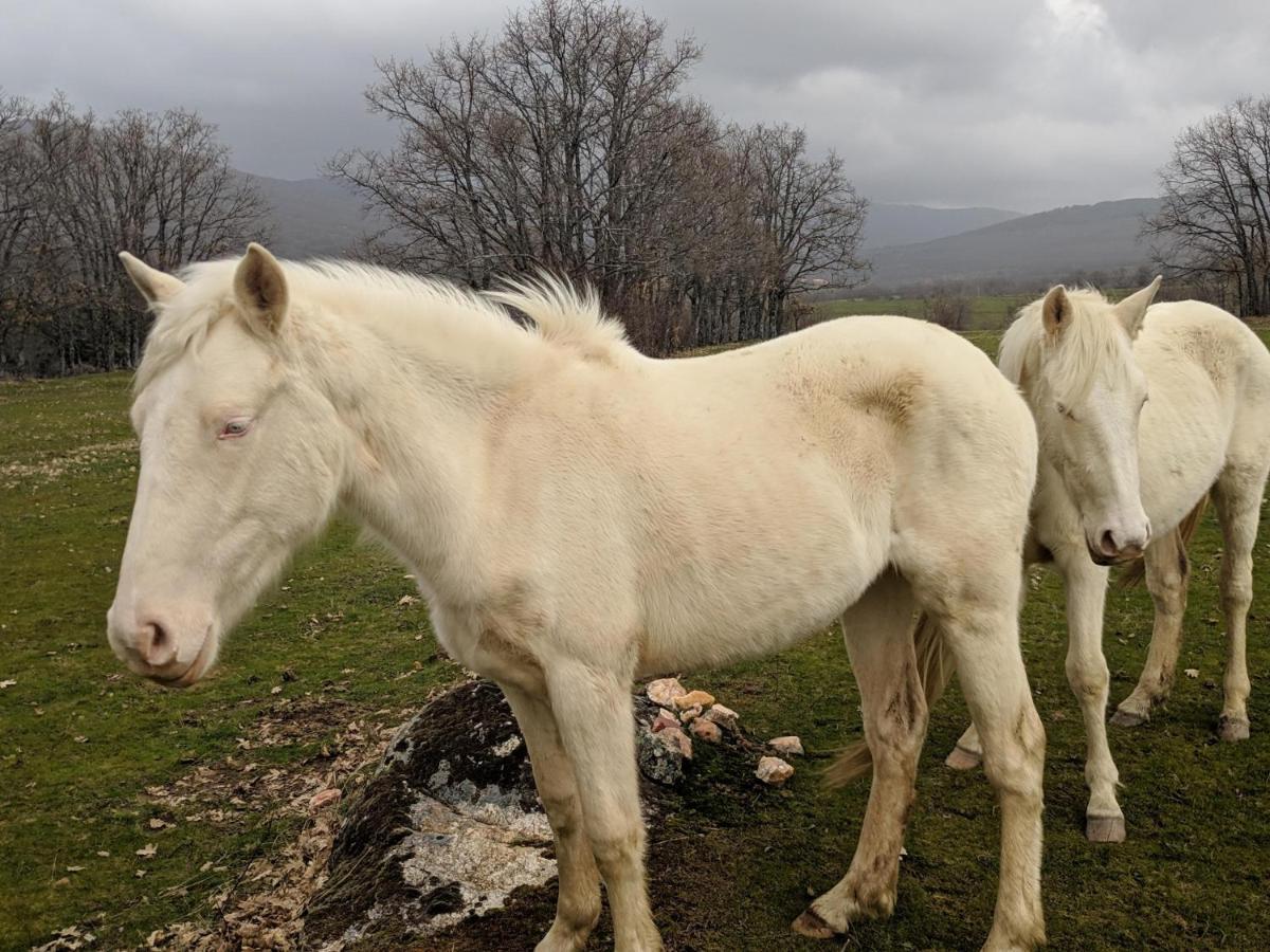 Casa Rural Fuente Del Arca Montejo Монтехо де ла Сиера Екстериор снимка